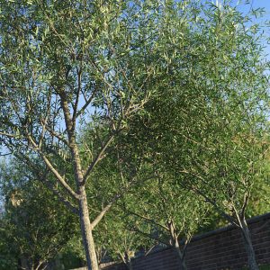 Promo of Crack Willow Trees in a garden scene