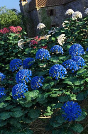 Promo of Hydrangea Bushes in front of old farmhouse