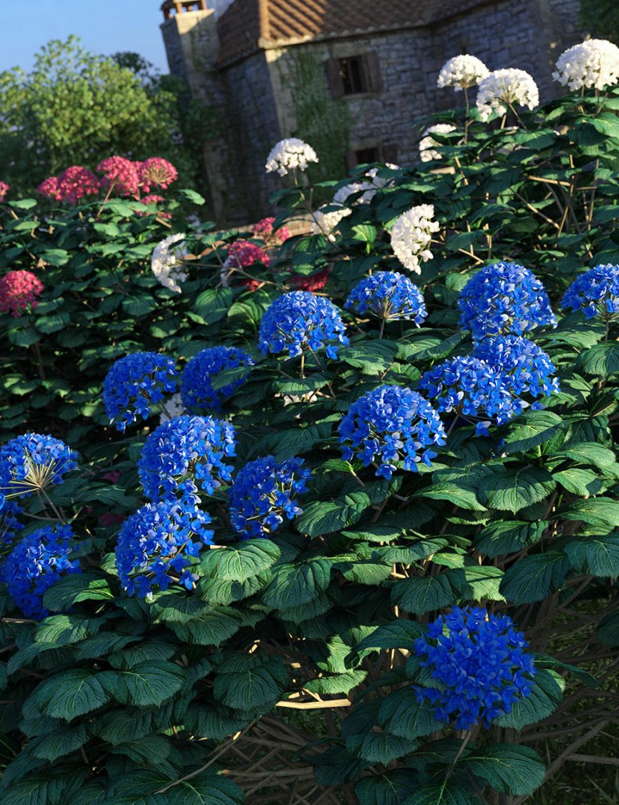 Promo of Hydrangea Bushes in front of old farmhouse
