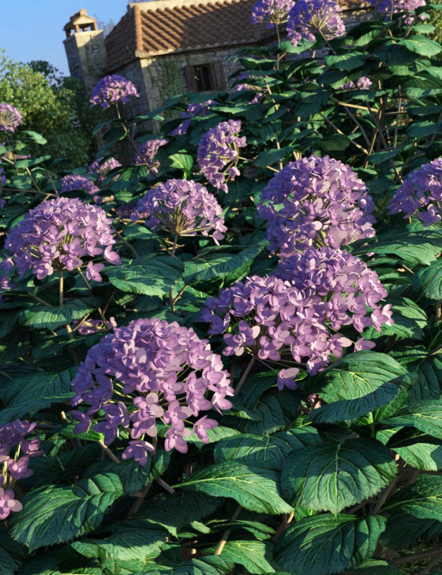 Promo of lilac Hydrangea Bushes in front of old farmhouse