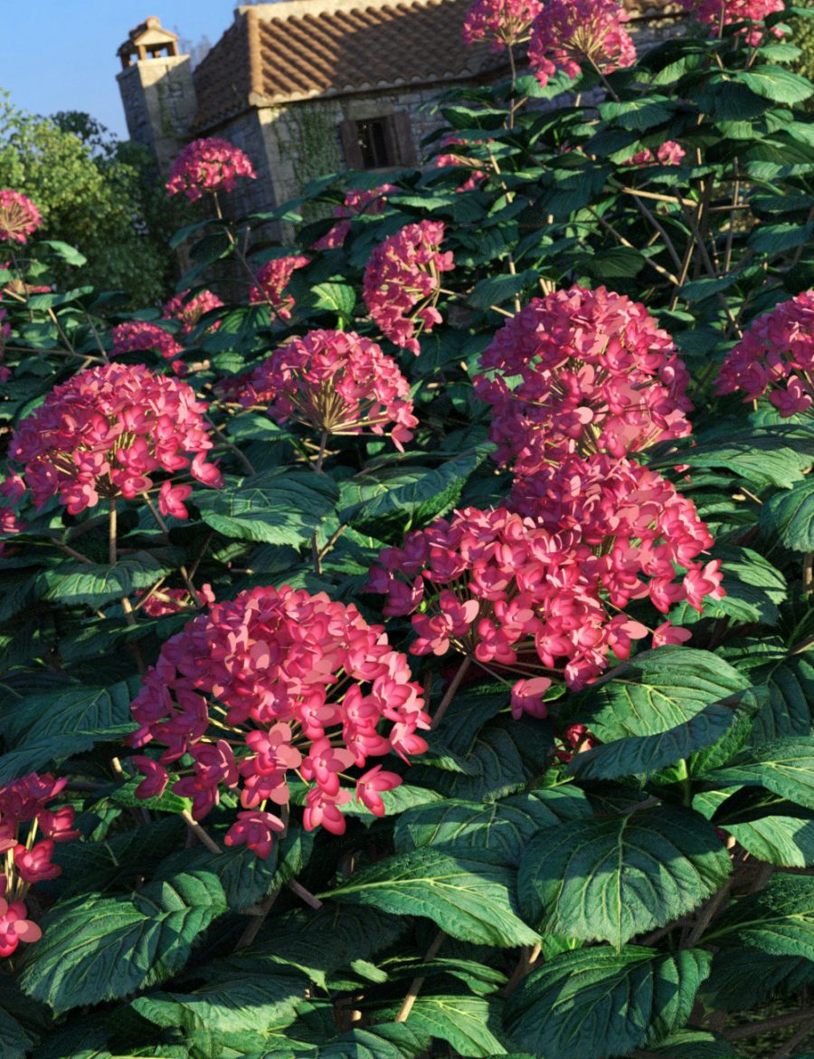 Promo of dark pink Hydrangea Bushes in front of old farmhouse