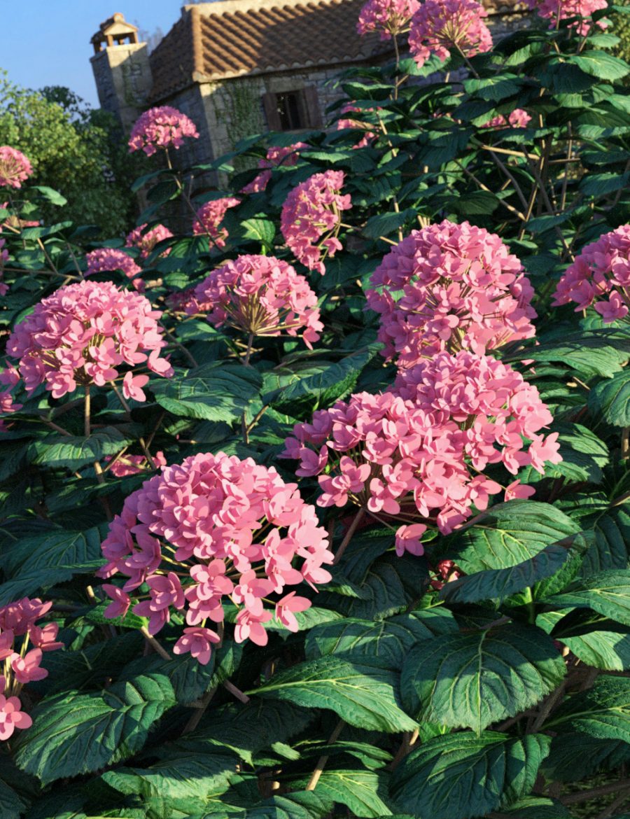 Promo of pink Hydrangea Bushes in front of old farmhouse