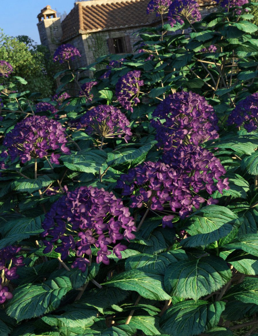 Promo of purple Hydrangea Bushes in front of old farmhouse