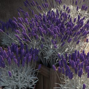 Promo of Lavender Plant