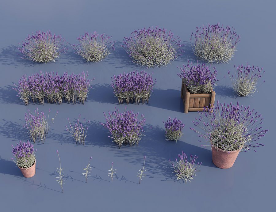 Promo of Lavender Plant textured