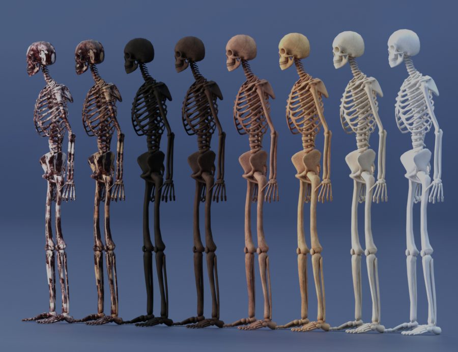 Promo of the different textures for the LoREZ Skeleton, the low resolution 3D model for DAZ Studio