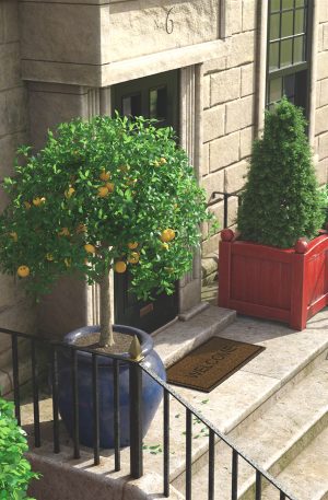 Promo of Ornamental Trees and Bushes outside a large house