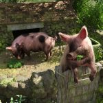 Promo of the Pigsty with a couple of LoREZ Pigs