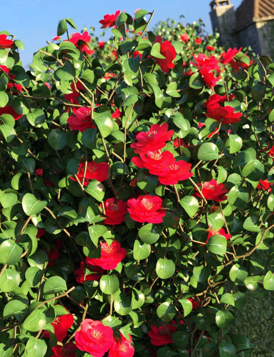 Promo of red Camellia Bushes