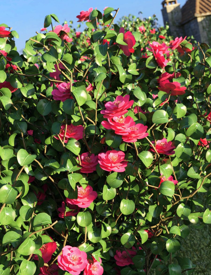 Promo of cerise Camellia Bushes
