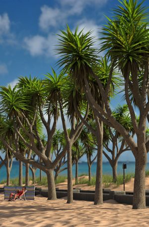 Promo on beach of Cabbage Palm Trees