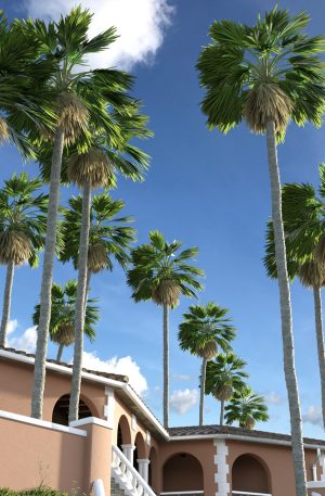 Promo of Washingtonia Fan Palm Trees on a sunny day
