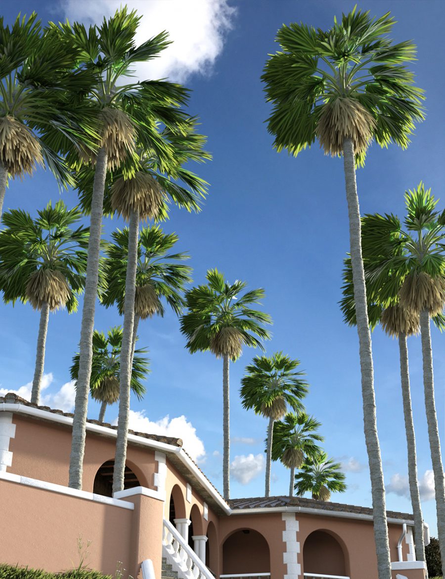 Promo of Washingtonia Fan Palm Trees on a sunny day