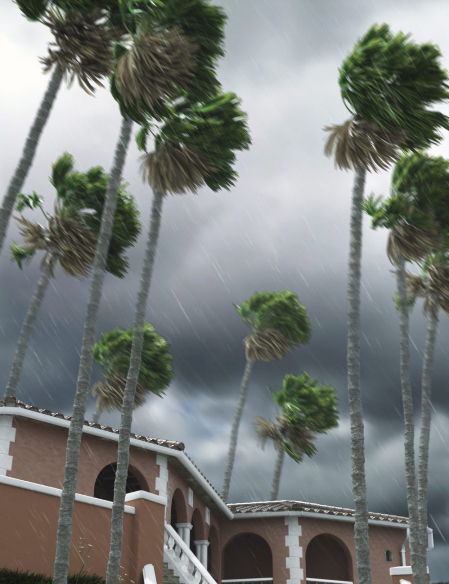 Promo of Washingtonia Fan Palm Trees on a stormyday
