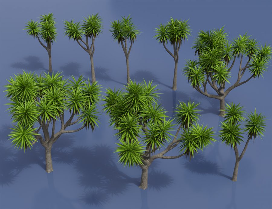 Textured promo of Cabbage Palm Trees