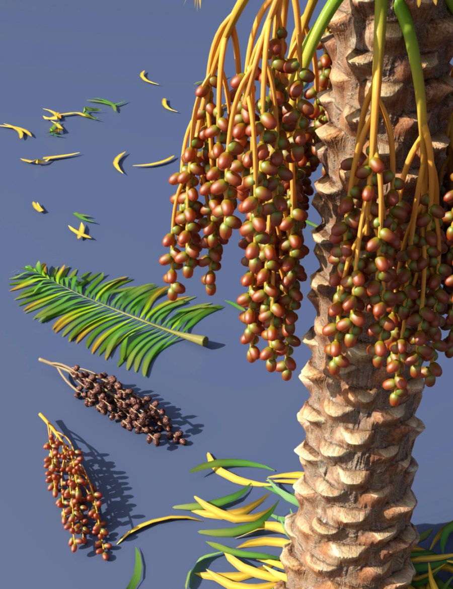 Closeup promo of Date Palm Trees