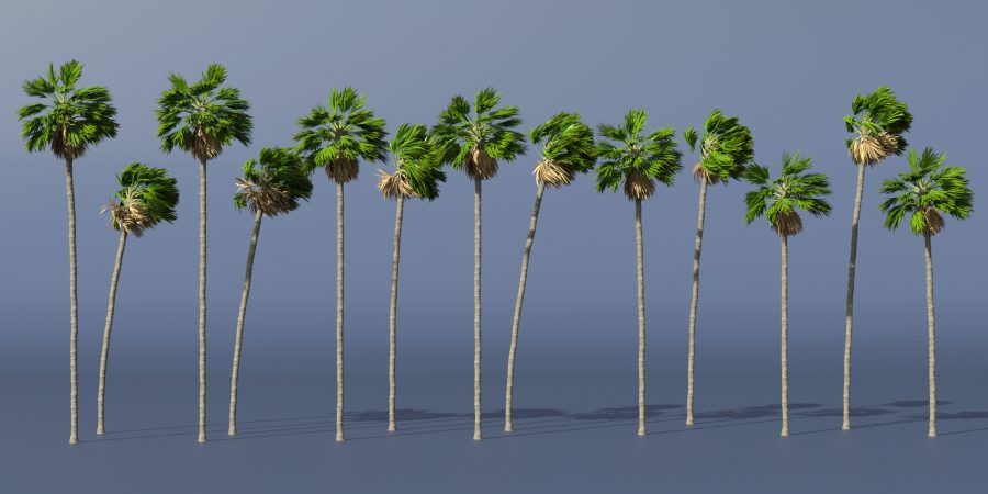 Textured promo of Washingtonia Fan Palm Trees