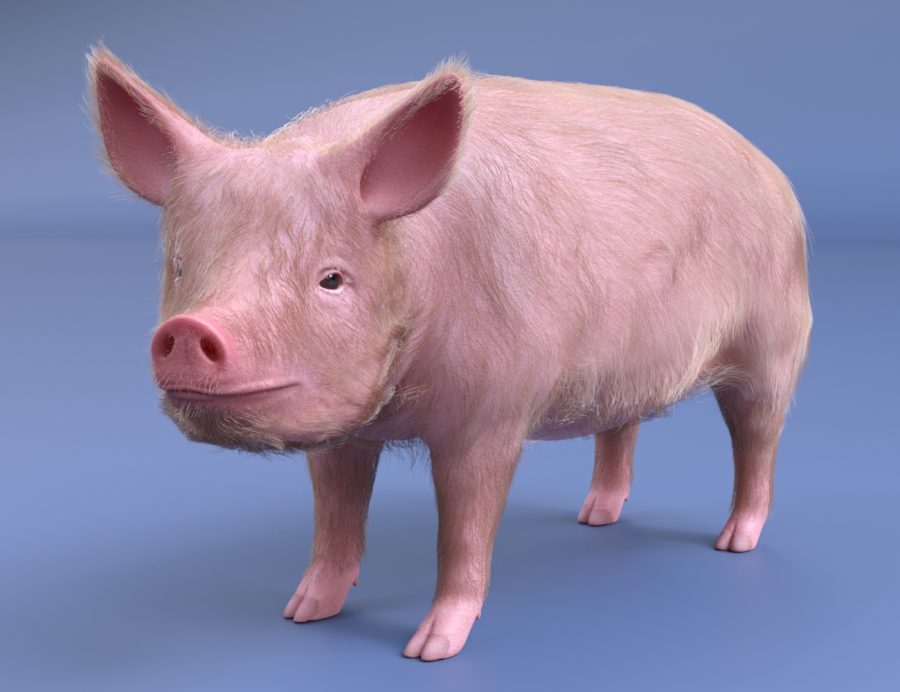 LoREZ Pig 2 3D Model for DAZ Studio