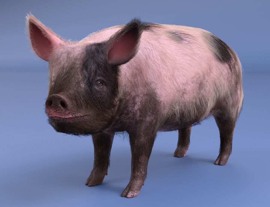 LoREZ Pig 2 3D Model for DAZ Studio