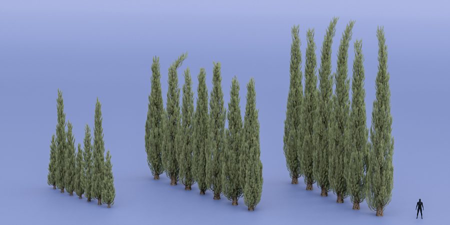 Rows of Cypress TRees