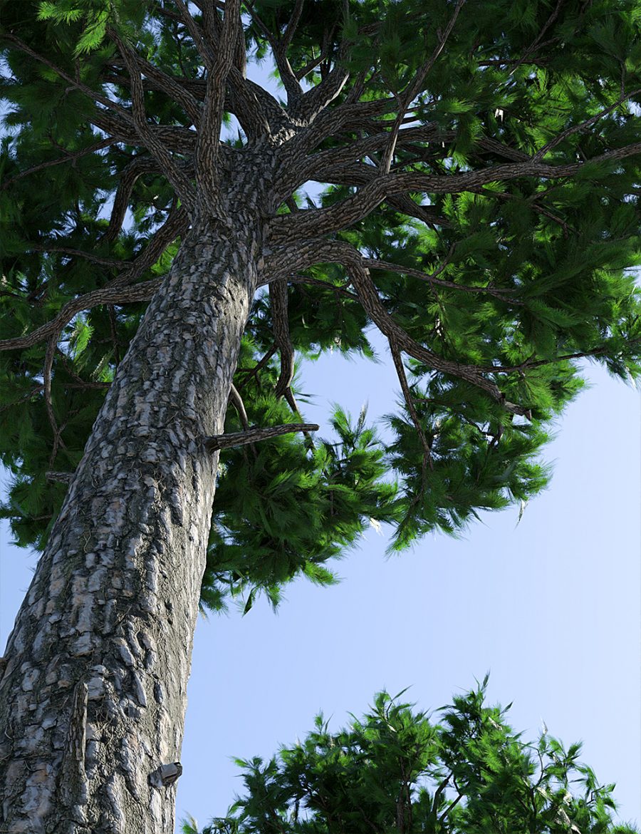 Upward view looking at a Larch tree