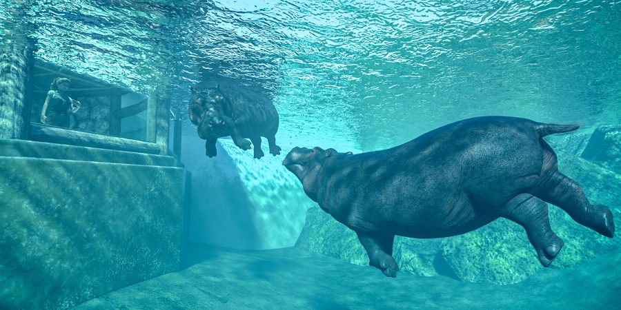 Hippos underwater