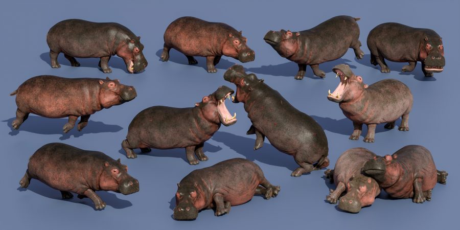 Ten poses for the Hippo