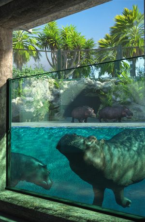 Hippos looking through glass of the Zoo Pool