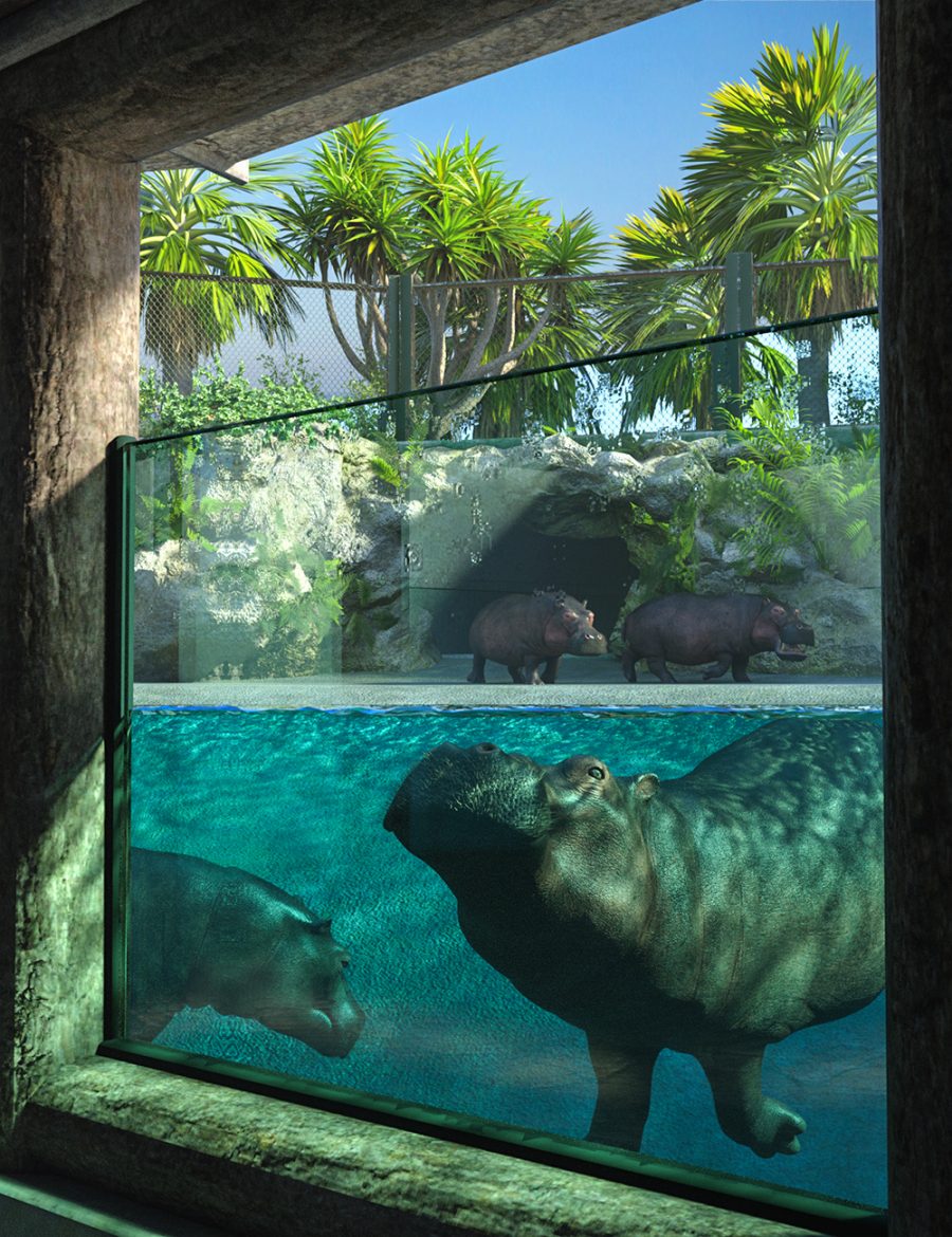 Hippos looking through glass of the Zoo Pool