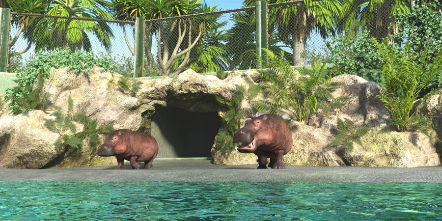 Hippos walking out into the sun