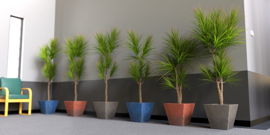 A number of Dragon Tree Plant in an office setting