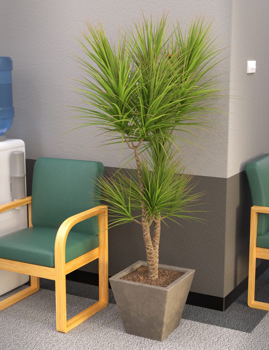 Dragon Tree Plant in an office setting