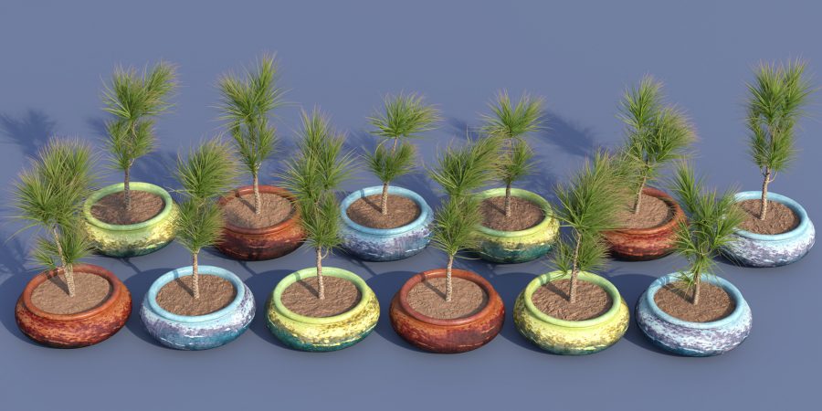 Alternative plant pot for the Dragon Tree Plant