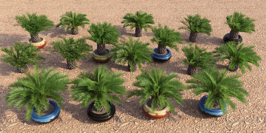 All the variants of the dwarf palm tree