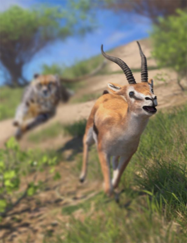 Cheetah chases a gazelle