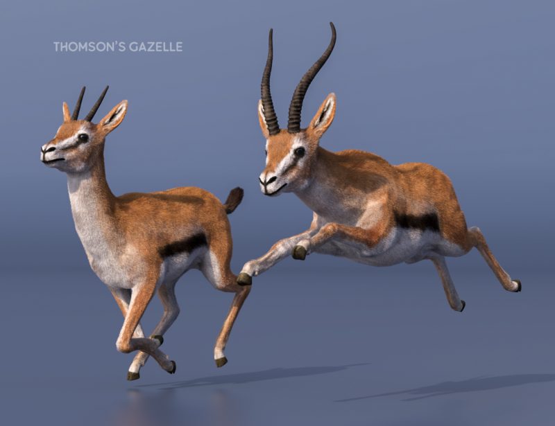 Thomson's Gazelle
