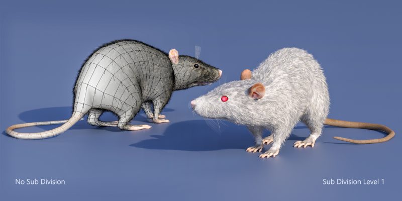 Polygons and white rat
