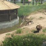 Predatron Zoo Pool Enclosure lions