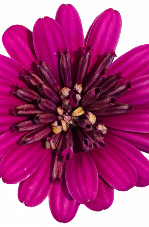 Osteospermum Purple